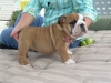 Cute English bulldog Puppies For Adoption